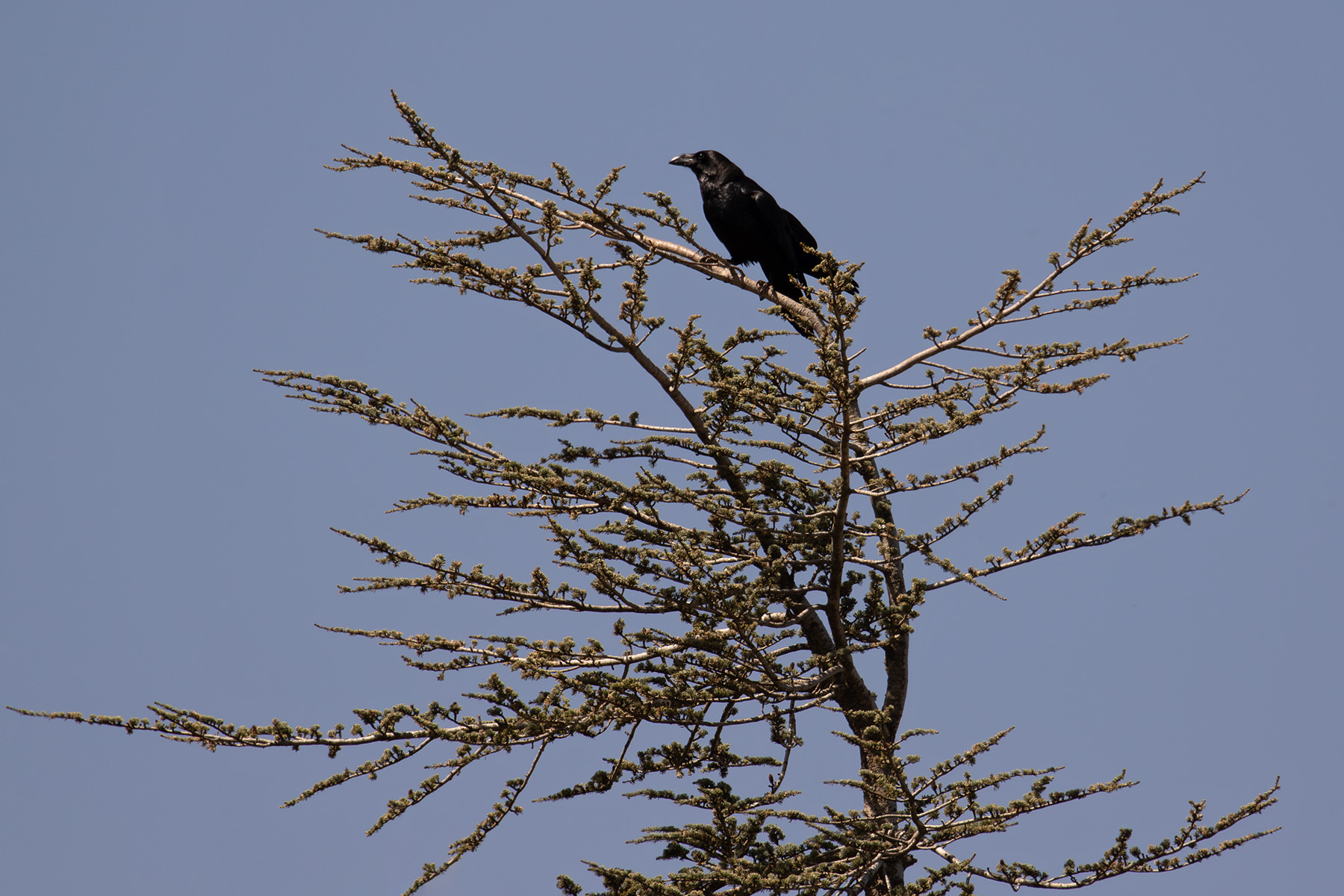 Northern Raven (image by Diedert Koppenol)