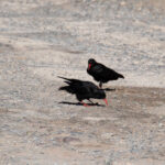 Red-billed Chough (image by Diedert Koppenol)