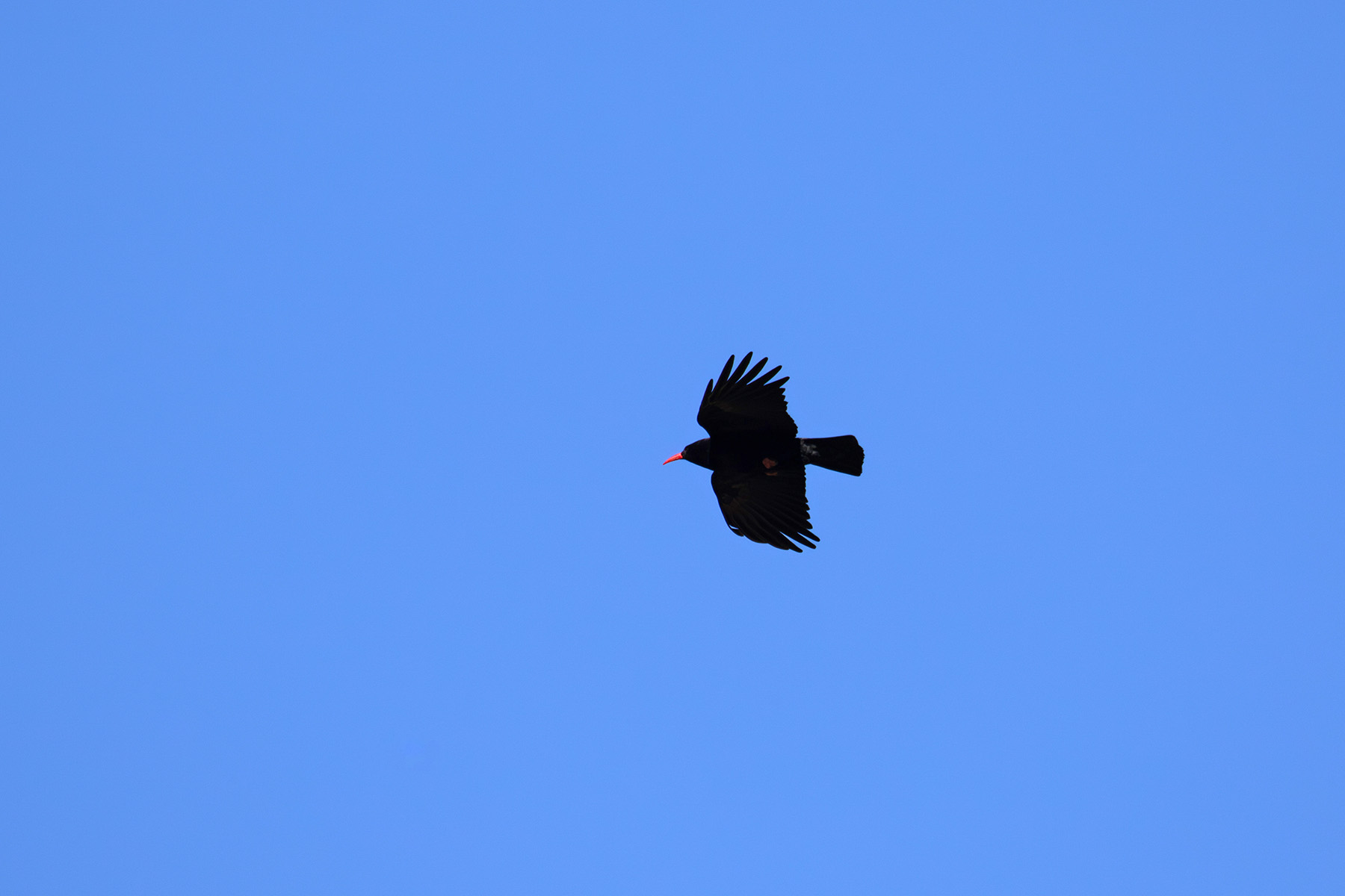 Red-billed Chough (image by Diedert Koppenol)