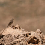 Rock Sparrow (image by Diedert Koppenol)