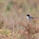 Sardinian Warbler (image by Diedert Koppenol)