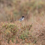 Sardinian Warbler (image by Diedert Koppenol)