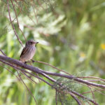 Spotted Flycatcher (image by Diedert Koppenol)