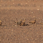 Spotted Sandgrouse (image by Diedert Koppenol)