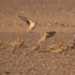Spotted Sandgrouse (image by Diedert Koppenol)