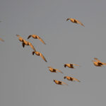 Spotted Sandgrouse (image by Diedert Koppenol)