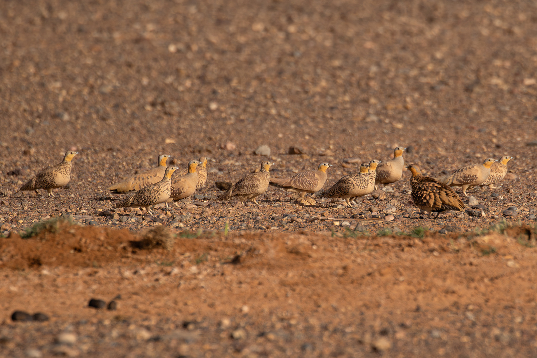 Spotted & Crowned Sandgrouse (image by Diedert Koppenol)
