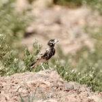 Thick-billed Lark (image by Bob Greenleaf)