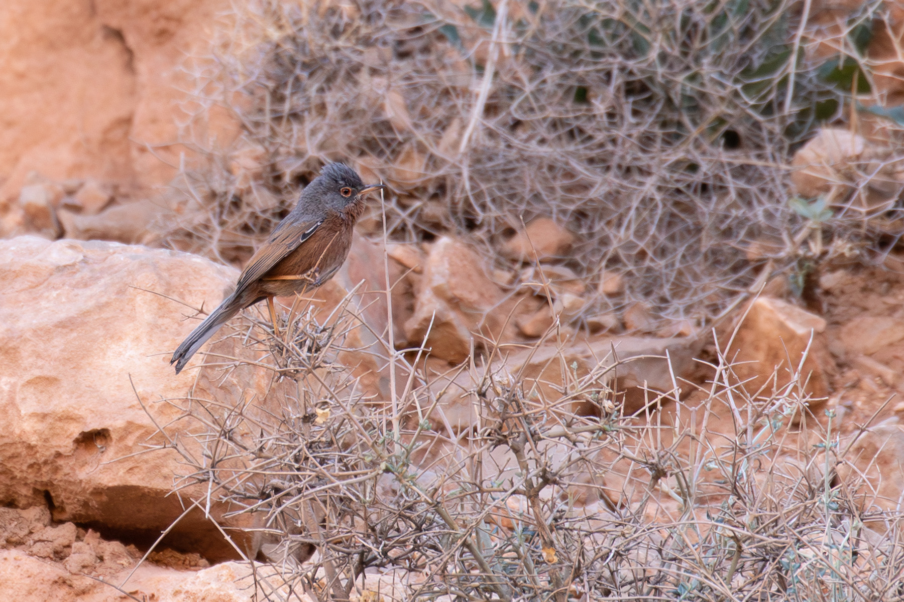 Tristram's Warbler (image by Diedert Koppenol)