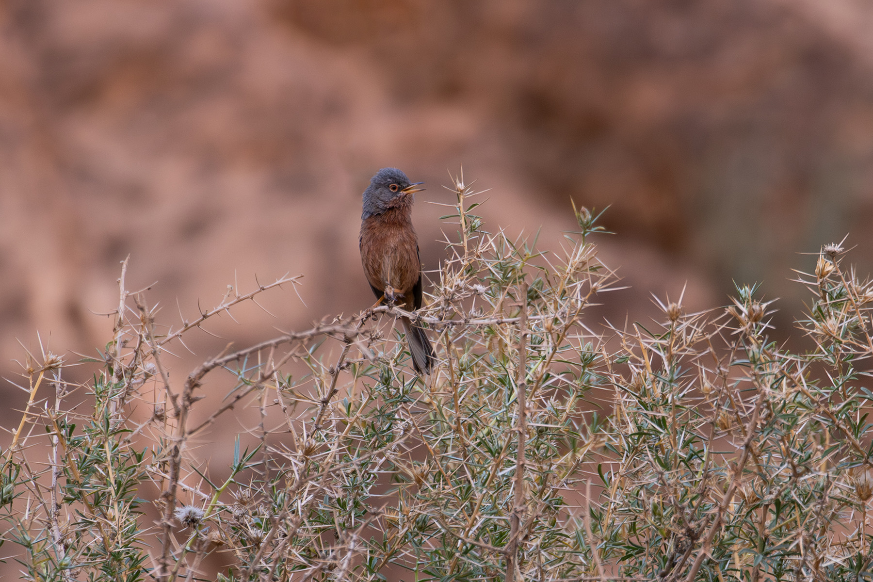 Tristram's Warbler (image by Diedert Koppenol)