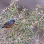 Tristram's Warbler (image by Diedert Koppenol)