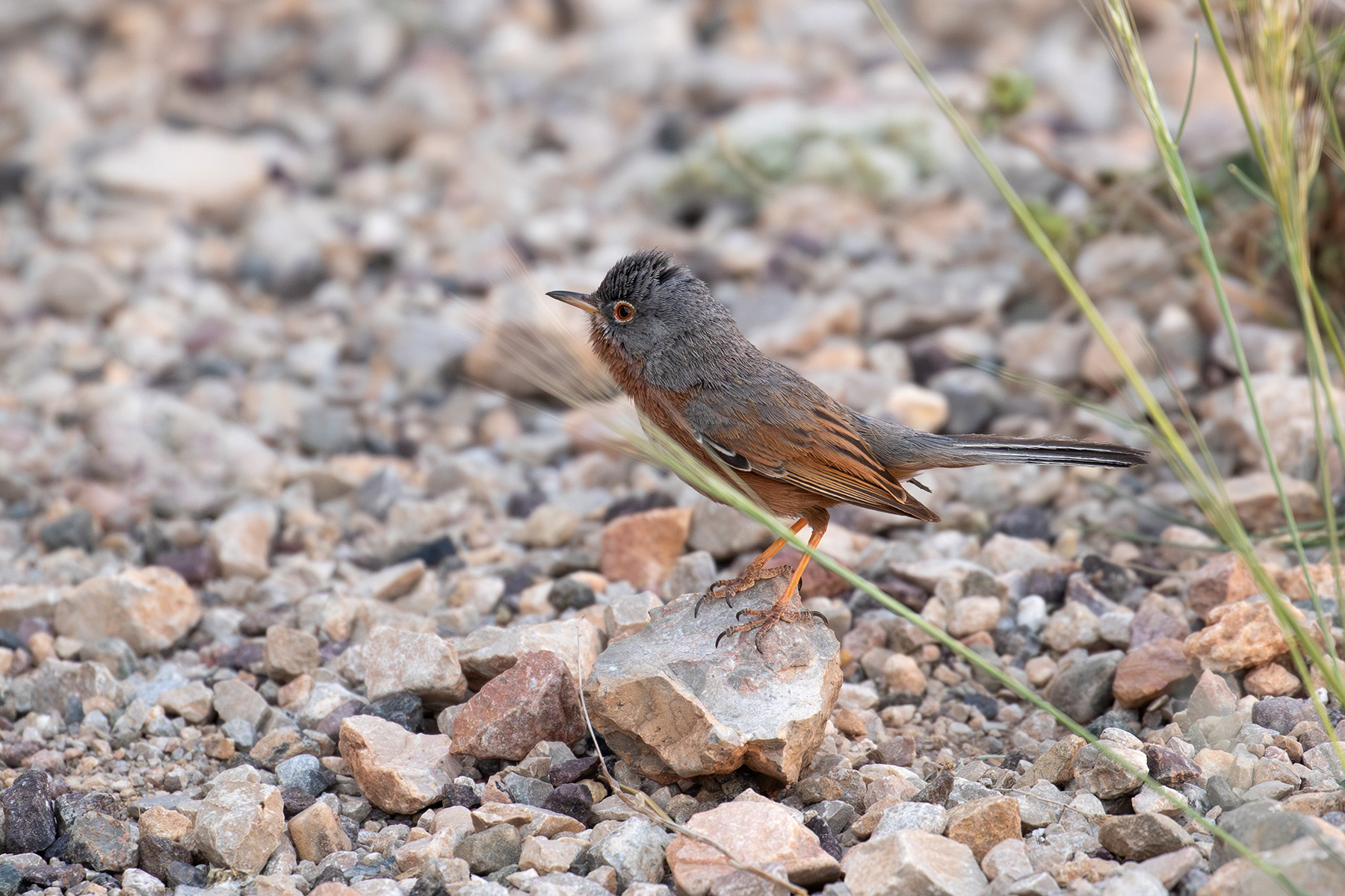 Tristram's Warbler (image by Diedert Koppenol)