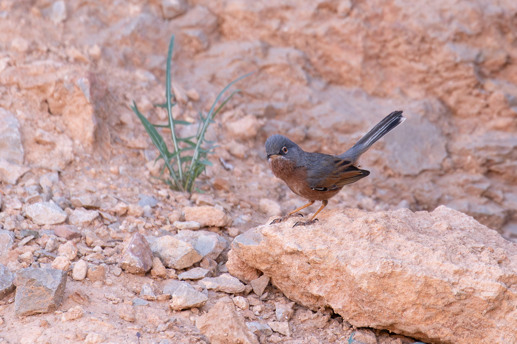 Tristram's Warbler (image by Diedert Koppenol)