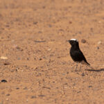 White-crowned Wheatear (image by Diedert Koppenol)