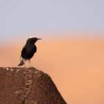 White-crowned Wheatear (image by Diedert Koppenol)