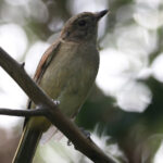 female Australian Golden Whistler, Norfolk Island subspecies (image by Matt Jones)