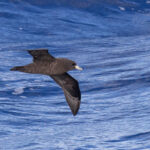 Black Petrel (image by Dave Howes)