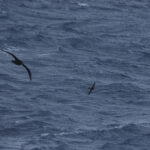 Black Petrel and New Zealand Storm Petrel (image by Matt Eade)