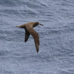 Black-footed Albatross (image by Matt Jones)