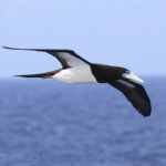 Brown Booby (image by Matt Jones)