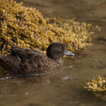 Brown Teal (image by Dave Howes)