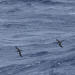 Buller’s Shearwaters (image by Matt Eade)