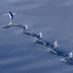 Flying Fish sp (image by Dave Howes)
