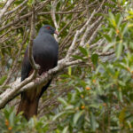 Goliath Imperial Pigeon (image by Dave Howes)