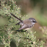 Grey Fantail (image by Matt Jones)