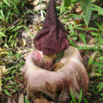 Amorphophallus paeoniifolius (image by Dave Farrow)