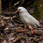 Kagu (image by Dave Howes)