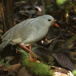 Kagu, one of top targets for the trip (image by Matt Eade)