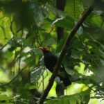 Long-tailed Myna (image by Matt Eade)