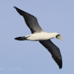 Masked Booby (image by Matt Jones)