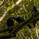 New Caledonian Crow (image by Dave Howes)