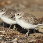 New Zealand Dotterel (image by Matt Eade)