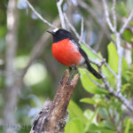 male Norfolk Robin (image by Matt Jones)