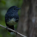 North Island Robin (image by Dave Howes)