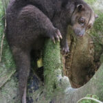 Northern Common Cuscus (image by Matt Jones)