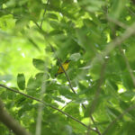 Ranongga White-eye (image by Matt Eade)