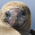 Red-footed Booby (image by Matt Jones)