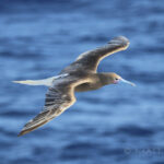 Red-footed Booby (image by Matt Jones)