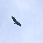 Sanford’s Sea Eagle (image by Matt Eade)