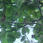 Sanford’s White-eye (image by Matt Eade)