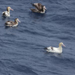 Short-tailed Albatross (image by Matt Eade)