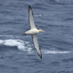 Short-tailed Albatross (image by Matt Eade)