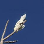 Solomons Cockatoo (image by Matt Eade)