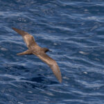 Wedge-tailed Shearwater (image by Dave Howes)