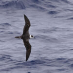 White-necked Petrel (image by Dave Howes)