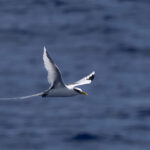 White-tailed Tropicbird (image by Dave Howes)